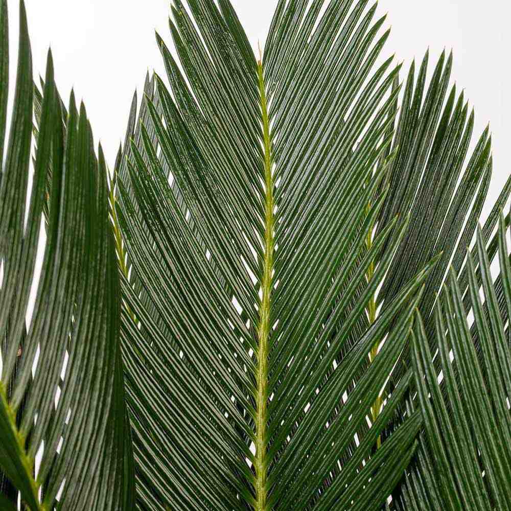 Японска сагова палма Cycas Revoluta - 80 см