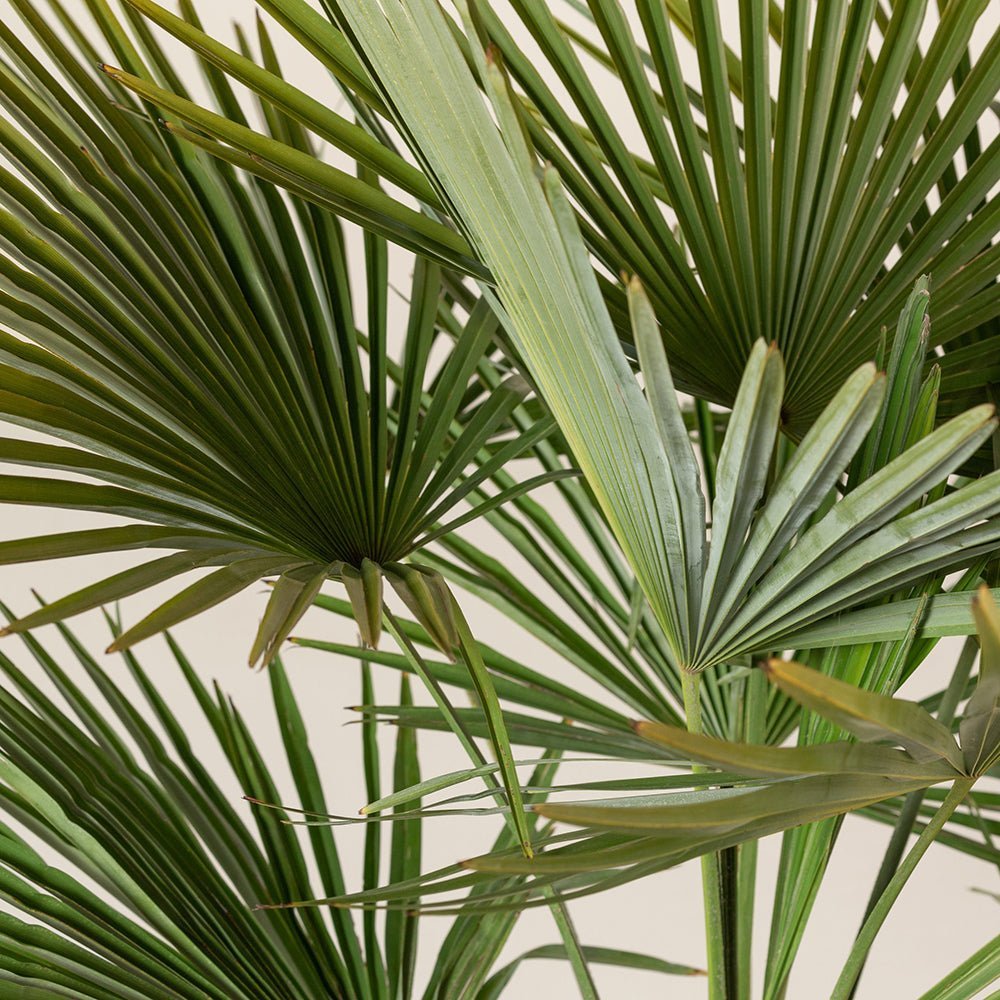 Palmier Morisca Trachycarpus Fortunei, rezistent la ger, frunzis exotic, crestere moderata, tulpina 50-60 cm, inaltime 180 cm