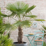 Палма ветриловидна Trachycarpus Fortunei, устойчива на мраз, екзотична зеленина, умерен растеж, стъбло 30 см, височина 180 см
