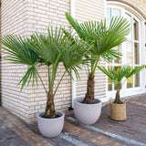 Palmier Morisca Trachycarpus Fortunei, rezistent la ger, frunzis exotic, crestere moderata, tulpina 50-60 cm, inaltime 180 cm