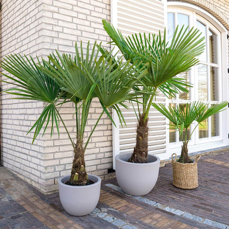 Palmier Morisca Trachycarpus Fortunei, rezistent la ger, frunzis exotic, crestere moderata, tulpina 50-60 cm, inaltime 180 cm