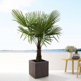 Palmier Morisca Trachycarpus Fortunei (Tulpina 50 cm) - 140-160 cm