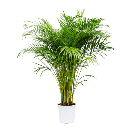 Арекова палма Dypsis Lutescens - 120 см