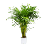 Palmier Areca Dypsis Lutescens - 120 cm
