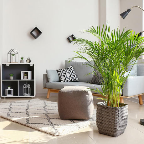 Арекова палма Dypsis Lutescens - 120 см