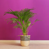 Палма Areca Dypsis Lutescens, 60/80 см – елегантно стайно растение, пречистващо въздуха