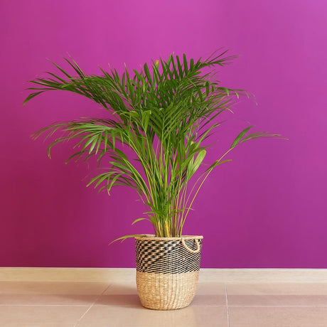 Палма Areca Dypsis Lutescens, 60/80 см – елегантно стайно растение, пречистващо въздуха