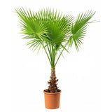 Palmier Washingtonia Robusta - 130 cm