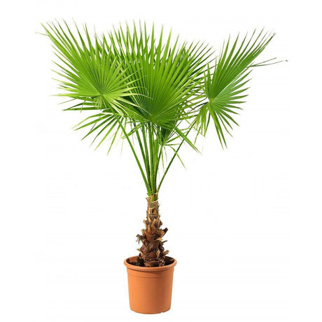 Palmier Washingtonia Robusta - 130 cm