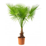 Palmier Washingtonia Robusta - 130 cm