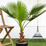 Palmier Washingtonia Robusta - 130 cm