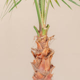 Palmier Washingtonia Robusta - 130 cm
