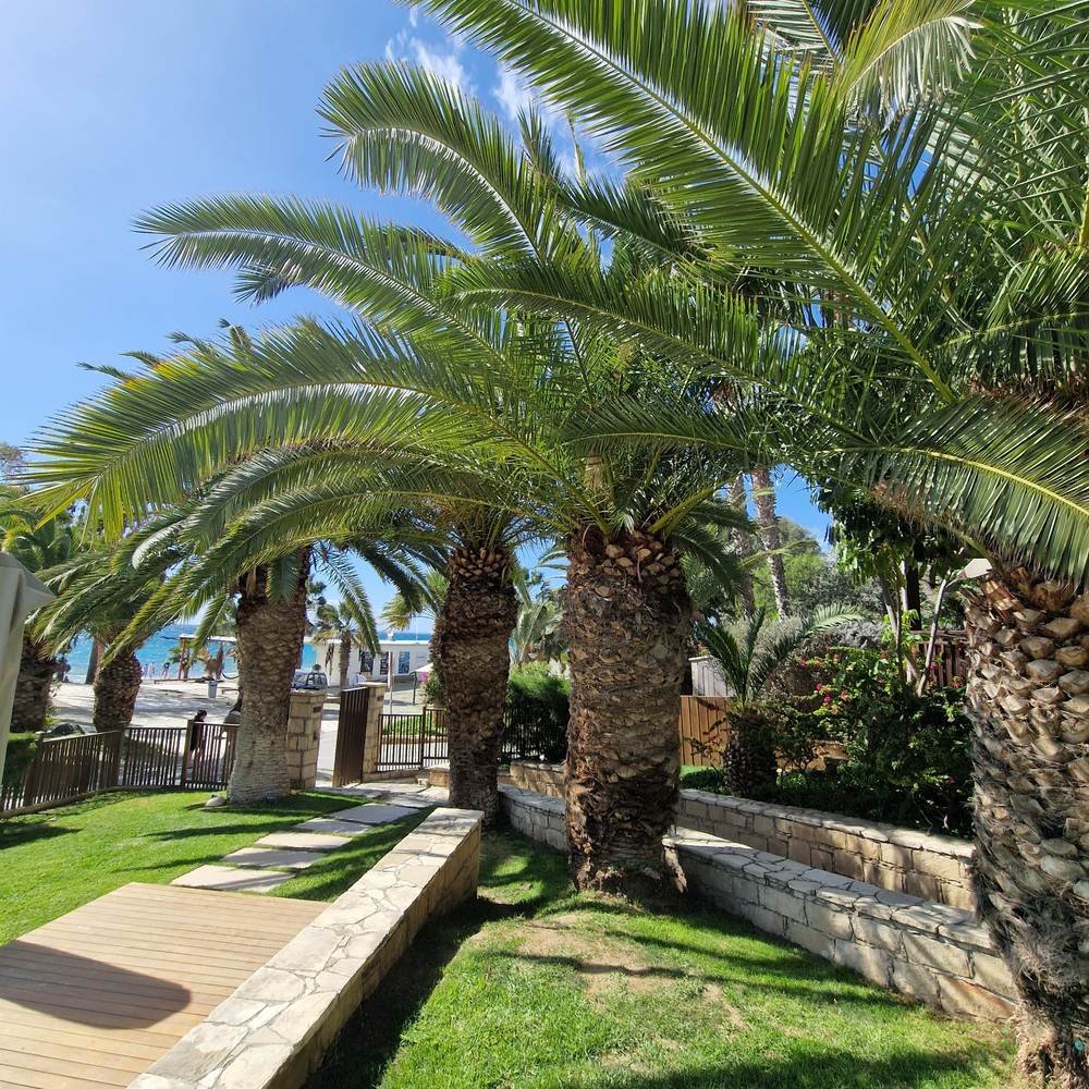 Палма канарски финик (Phoenix Canariensis), декоративна канарска палма със зелени извити листа, за тераса или саксия