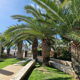 Палма канарски финик (Phoenix Canariensis), декоративна канарска палма със зелени извити листа, за тераса или саксия