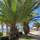 Палма канарски финик (Phoenix Canariensis), декоративна канарска палма със зелени извити листа, за тераса или саксия