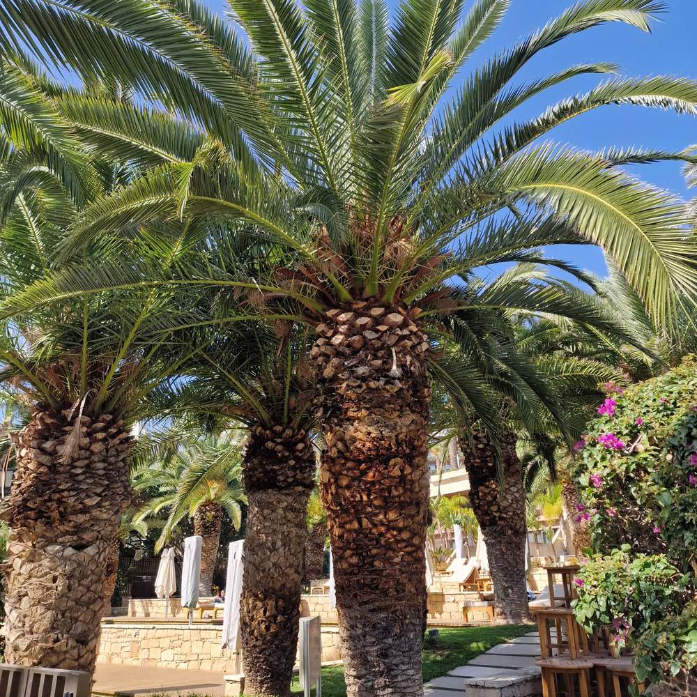 Палма канарски финик (Phoenix Canariensis), декоративна канарска палма със зелени извити листа, за тераса или саксия