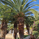 Палма канарски финик (Phoenix Canariensis), декоративна канарска палма със зелени извити листа, за тераса или саксия