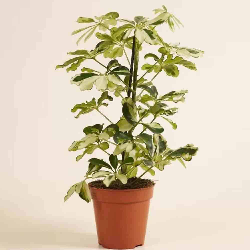 Palmierul Umbrela (Schefflera) Charlotte - 40 cm - VERDENA - 40 - 45 cm inaltime, ghiveci de 1.3 l