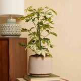 Palmierul Umbrela (Schefflera) Charlotte - 40 cm - VERDENA - 40 - 45 cm inaltime, ghiveci de 1.3 l