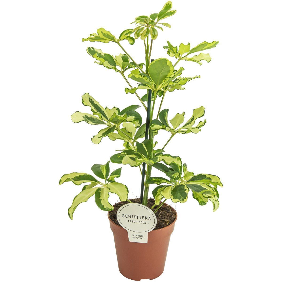 Palmierul Umbrela (Schefflera) Charlotte - 40 cm