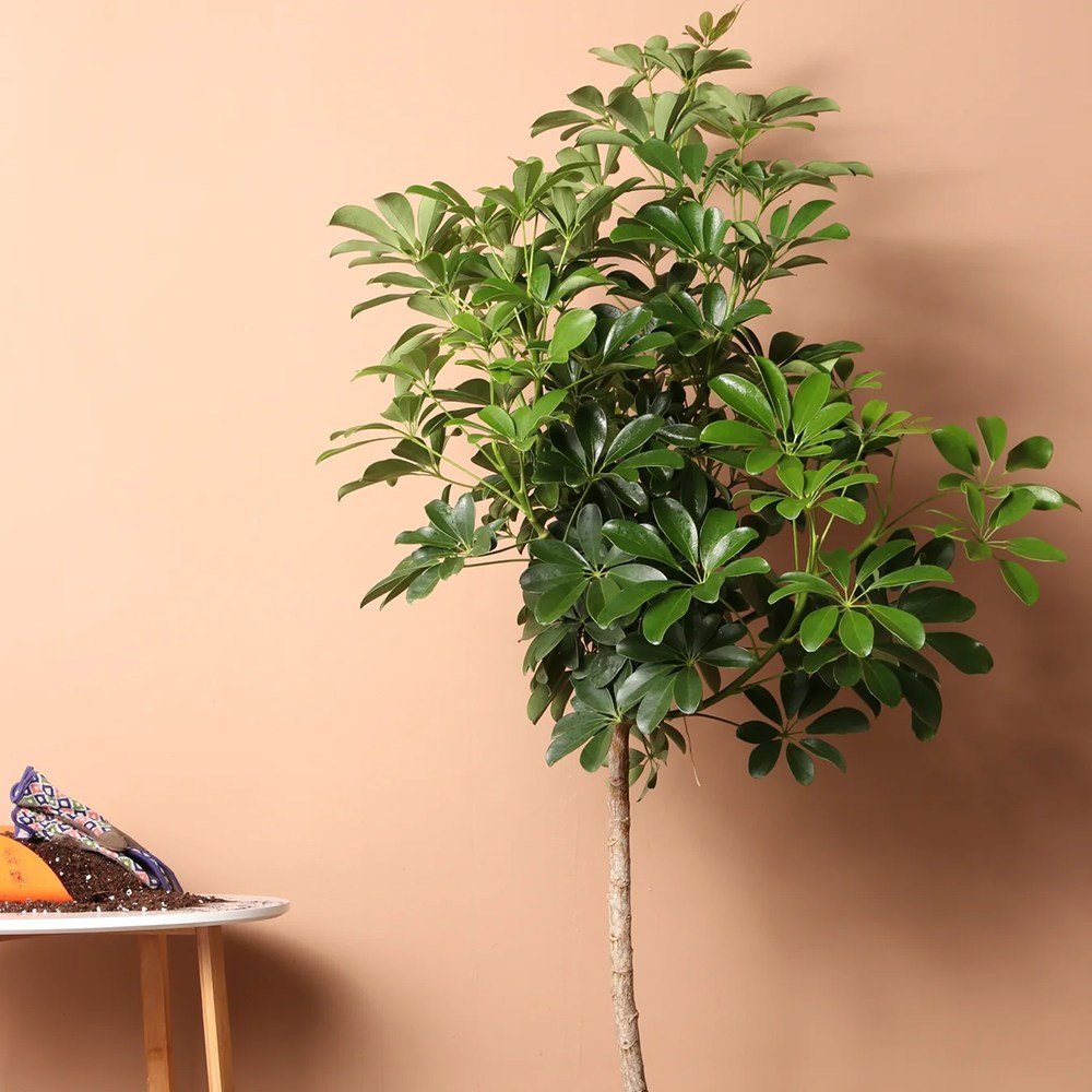 Palmierul Umbrela (Schefflera) Compacta - 120 cm
