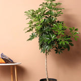 Palmierul Umbrela (Schefflera) Compacta - 120 cm