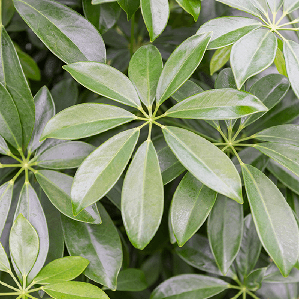 Чадър Palm (Schefflera) Compacta - 130см
