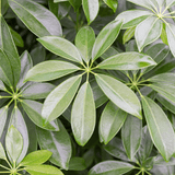 Чадър Palm (Schefflera) Compacta - 130см