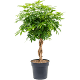 Palmierul Umbrela (Schefflera) Compacta - 130 cm