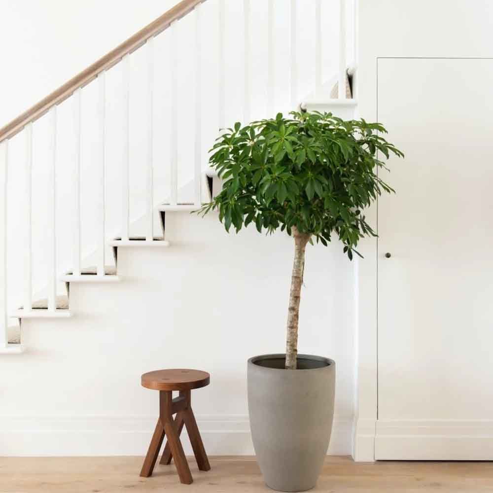 Чадър Palm (Schefflera) Compacta - 130см