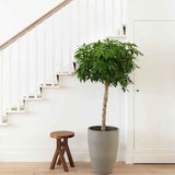 Чадър Palm (Schefflera) Compacta - 130см