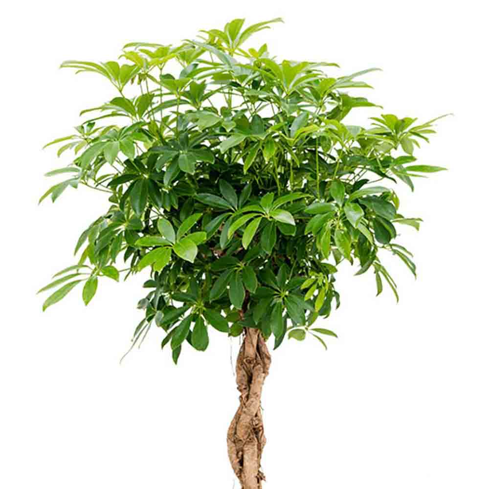 Чадър Palm (Schefflera) Compacta - 130см