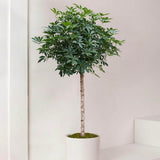 Palmierul Umbrela (Schefflera) Compacta - 160 cm