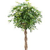 Palmierul Umbrela (Schefflera) Compacta - 200 cm