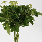 Palmierul Umbrela (Schefflera) Compacta - 75 cm