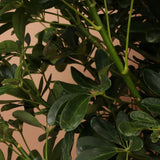 Palmierul Umbrela (Schefflera) Compacta - 75 cm
