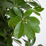 Palmierul Umbrela (Schefflera) Compacta - 75 cm