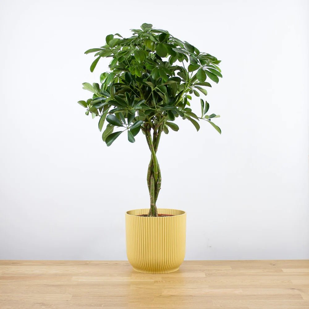 Palmierul Umbrela (Schefflera) Compacta - 75 cm