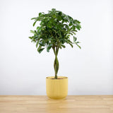 Palmierul Umbrela (Schefflera) Compacta - 75 cm