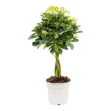 Palmierul Umbrela (Schefflera) Compacta - 75 cm