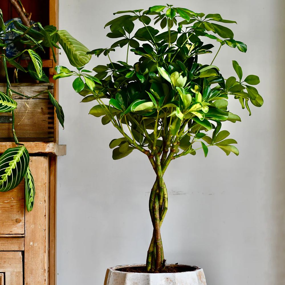 Шефлера (Schefflera) Gold Capella, стайно растение - 140 см