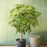 Шефлера (Schefflera) Gold Capella, стайно растение - 140 см