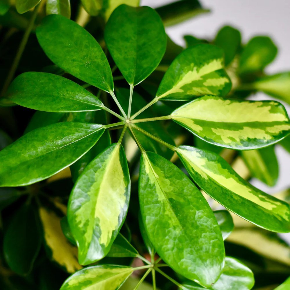 Шефлера (Schefflera) Gold Capella, стайно растение - 140 см