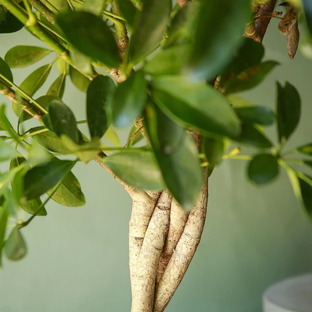 Шефлера (Schefflera) Gold Capella, стайно растение - 140 см