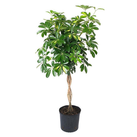 Palmierul Umbrela (Schefflera) Gold Capella - 150 cm