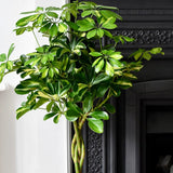 Шефлера (Schefflera) Gold Capella, стайно растение - 140 см