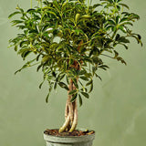 Шефлера (Schefflera) Gold Capella, стайно растение - 140 см