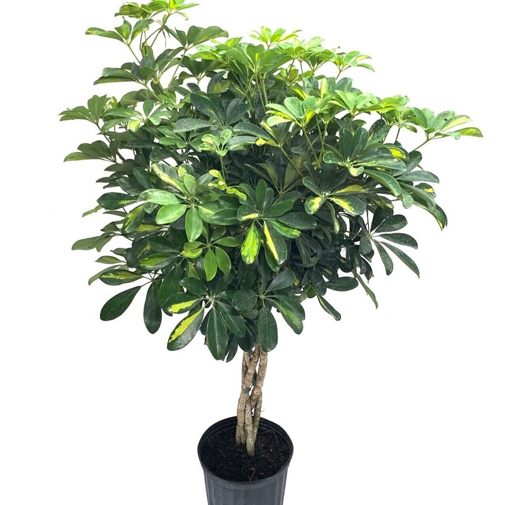 Шефлера (Schefflera) Gold Capella, стайно растение - 140 см