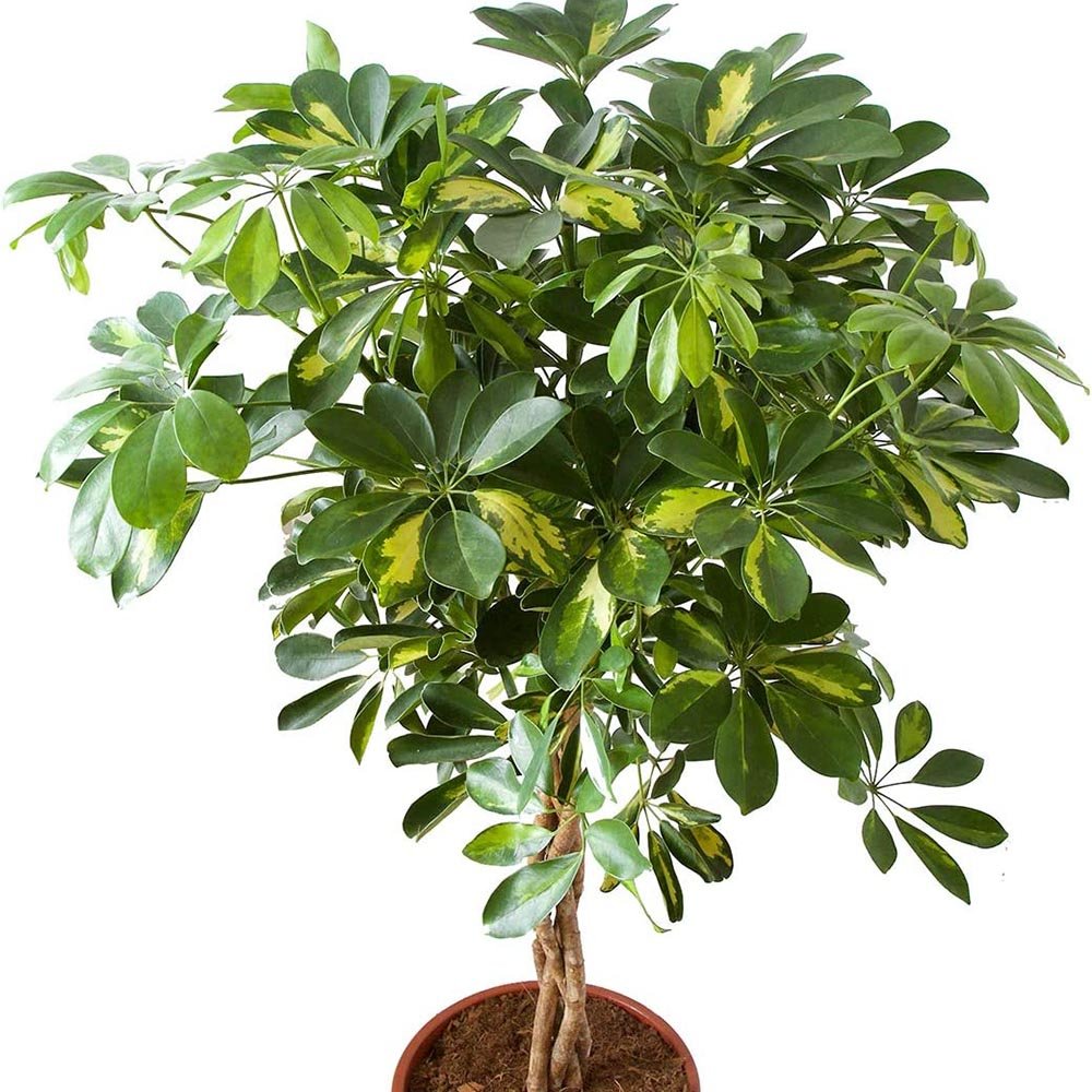 Шефлера (Schefflera) Gold Capella, стайно растение - 140 см