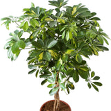 Шефлера (Schefflera) Gold Capella, стайно растение - 140 см